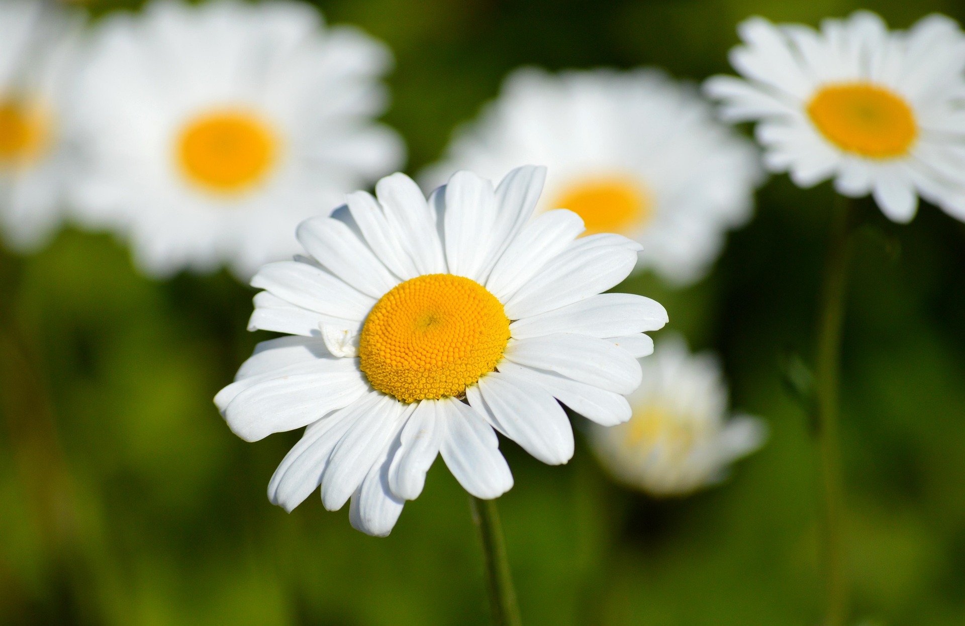 daisies